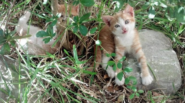 斯文施瓦茨决赛自信亮相，斯文百科