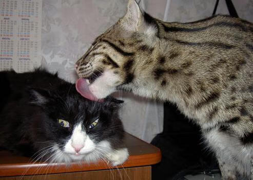 开云官方网-林丹宣布正式退役全运会羽毛球，林丹之后的羽毛球