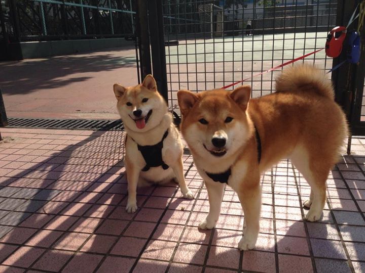 格雷琴·沃尔什蝶泳50米强势夺金，沃格游泳